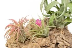 SALE - Medium Tabletop Cork Bark Display With 3 Tillandsia Air Plants - Set Of 3 Or 6 - 40% Off -Air Plant World Cork Bark Display 13 4abc9a94 1f53 42ab ac5b db84fed93cb9