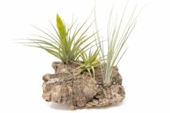 Medium Tabletop Cork Bark Display With 3 Tillandsia Air Plants -Air Plant World Cork Bark Display 15