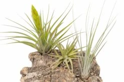 SALE - Medium Tabletop Cork Bark Display With 3 Tillandsia Air Plants - Set Of 3 Or 6 - 40% Off -Air Plant World Cork Bark Display 16 3acef49b dd7a 4d97 aaec 15200e17ff7a