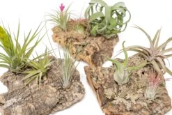 SALE - Medium Tabletop Cork Bark Display With 3 Tillandsia Air Plants - Set Of 3 Or 6 - 40% Off -Air Plant World Cork Bark Display 18 9d7c4c3b 3fc2 4e58 b951 84f8ddedfe1f