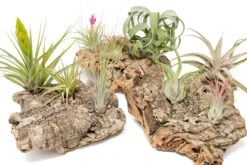 SALE - Medium Tabletop Cork Bark Display With 3 Tillandsia Air Plants - Set Of 3 Or 6 - 40% Off -Air Plant World Cork Bark Display 19 55daadeb 1333 4747 b6ab 753b6e5e4469