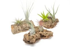 Small Tabletop Cork Bark Display With 2 Tillandsia Air Plants -Air Plant World Cork Bark Display 21 3d1682fa f995 460d 8062 2668c42a6922