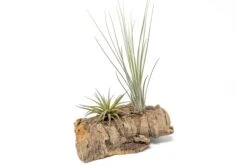 Small Tabletop Cork Bark Display With 2 Tillandsia Air Plants -Air Plant World Cork Bark Display 4 0dcd72e8 9b30 4f9a af15 f9fcfa757971