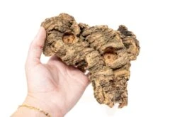 SALE - Small Tabletop Cork Bark Display With 2 Tillandsia Air Plants - Set Of 3 Or 6 - 40% Off -Air Plant World Cork Bark Display 7