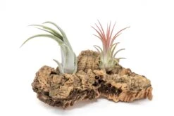 SALE - Small Tabletop Cork Bark Display With 2 Tillandsia Air Plants - Set Of 3 Or 6 - 40% Off -Air Plant World Cork Bark Display 8