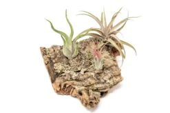 Medium Tabletop Cork Bark Display With 3 Tillandsia Air Plants -Air Plant World Cork Bark Display 9