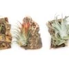 SALE - Cork Bark Chunk Displays With Tillandsia Air Plants & Waterproof Glue - Sets Of 3 Or 6 - 25% Off