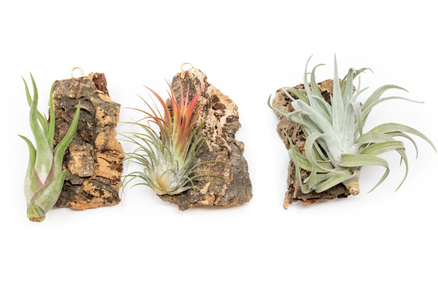 SALE - Cork Bark Chunk Displays With Tillandsia Air Plants & Waterproof Glue - Sets Of 3 Or 6 - 25% Off 1 SALE - Cork Bark Chunk Displays With Tillandsia Air Plants & Waterproof Glue - Sets Of 3 Or 6 - 25% Off