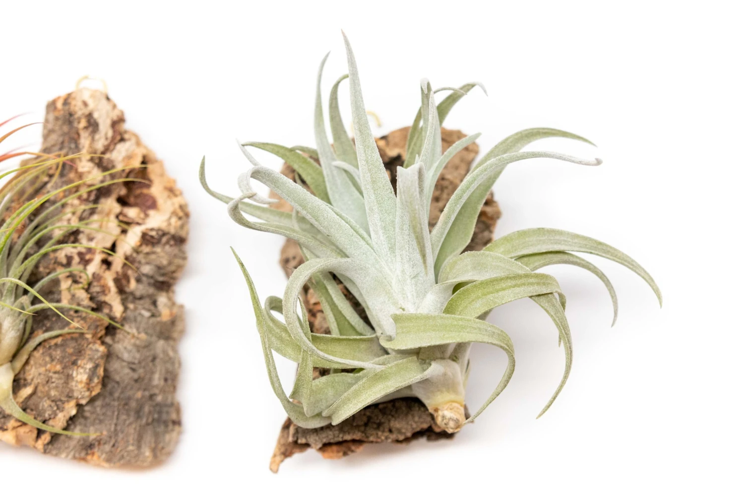 SALE - Cork Bark Chunk Displays With Tillandsia Air Plants & Waterproof Glue - Sets Of 3 Or 6 - 25% Off 2 SALE - Cork Bark Chunk Displays With Tillandsia Air Plants & Waterproof Glue - Sets Of 3 Or 6 - 25% Off - Image 2
