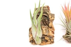 SALE - Cork Bark Chunk Displays With Tillandsia Air Plants & Waterproof Glue - Sets Of 3 Or 6 - 25% Off 10 SALE - Cork Bark Chunk Displays With Tillandsia Air Plants & Waterproof Glue - Sets Of 3 Or 6 - 25% Off -Air Plant World Cork Bark Tillandsia Air Plants 3