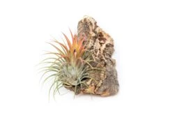 SALE - Cork Bark Chunk Displays With Tillandsia Air Plants & Waterproof Glue - Sets Of 3 Or 6 - 25% Off 9 SALE - Cork Bark Chunk Displays With Tillandsia Air Plants & Waterproof Glue - Sets Of 3 Or 6 - 25% Off -Air Plant World Cork Bark Tillandsia Air Plants 4