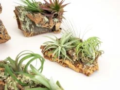SALE - Small Cork Bark Displays With 3 Tillandsia Air Plants Each & Waterproof Glue - Set Of 3 Or 6 - 40% Off -Air Plant World Cork Bark With Tillandsia Air Plants 10