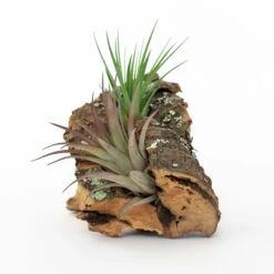 SALE - Small Cork Bark Displays With 3 Tillandsia Air Plants Each & Waterproof Glue - Set Of 3 Or 6 - 40% Off -Air Plant World Cork Bark With Tillandsia Air Plants 15