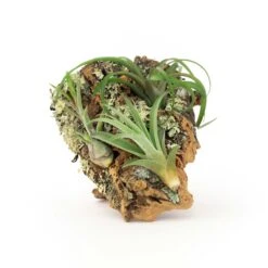 SALE - Small Cork Bark Displays With 3 Tillandsia Air Plants Each & Waterproof Glue - Set Of 3 Or 6 - 40% Off -Air Plant World Cork Bark With Tillandsia Air Plants 16