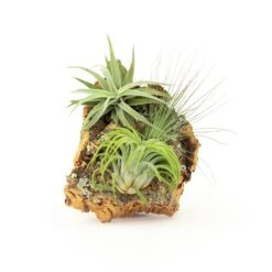 SALE - Small Cork Bark Displays With 3 Tillandsia Air Plants Each & Waterproof Glue - Set Of 3 Or 6 - 40% Off