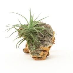 SALE - Cork Bark Chunk Displays With Tillandsia Air Plants & Waterproof Glue - Sets Of 3 Or 6 - 25% Off 12 SALE - Cork Bark Chunk Displays With Tillandsia Air Plants & Waterproof Glue - Sets Of 3 Or 6 - 25% Off -Air Plant World Cork Bark With Tillandsia Air Plants 19