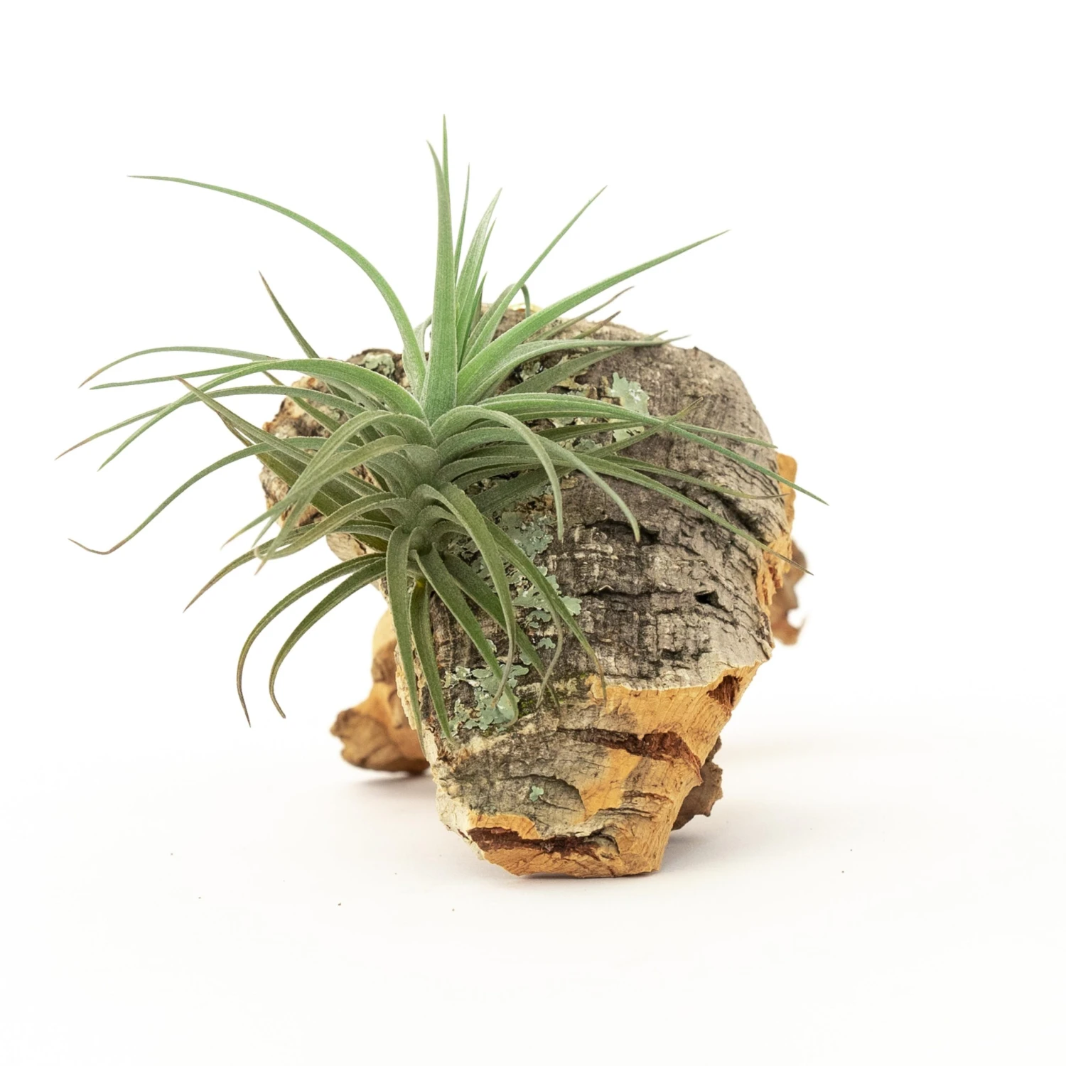 SALE - Cork Bark Chunk Displays With Tillandsia Air Plants & Waterproof Glue - Sets Of 3 Or 6 - 25% Off 6 SALE - Cork Bark Chunk Displays With Tillandsia Air Plants & Waterproof Glue - Sets Of 3 Or 6 - 25% Off - Image 6