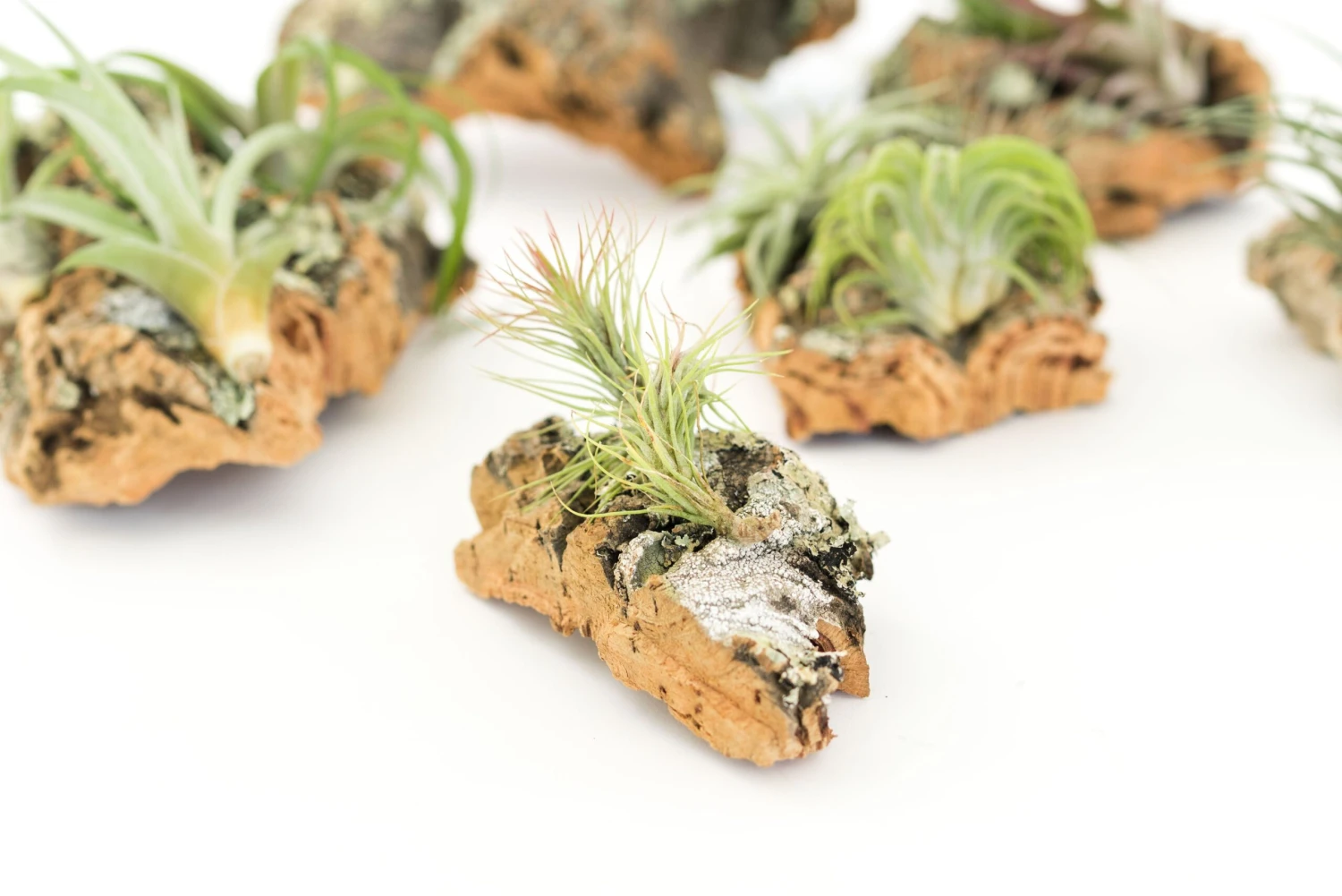 Cork Bark Chunk Display With Assorted Tillandsia Air Plant - Approximately 2 X 4 Inches - Image 5