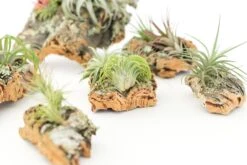 SALE - Cork Bark Chunk Displays With Tillandsia Air Plants & Waterproof Glue - Sets Of 3 Or 6 - 25% Off 13 SALE - Cork Bark Chunk Displays With Tillandsia Air Plants & Waterproof Glue - Sets Of 3 Or 6 - 25% Off -Air Plant World Cork Bark With Tillandsia Air Plants 2