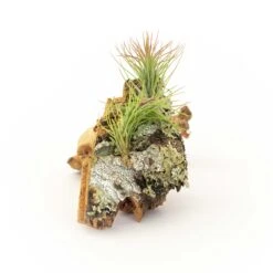 SALE - Cork Bark Chunk Displays With Tillandsia Air Plants & Waterproof Glue - Sets Of 3 Or 6 - 25% Off 11 SALE - Cork Bark Chunk Displays With Tillandsia Air Plants & Waterproof Glue - Sets Of 3 Or 6 - 25% Off -Air Plant World Cork Bark With Tillandsia Air Plants 20