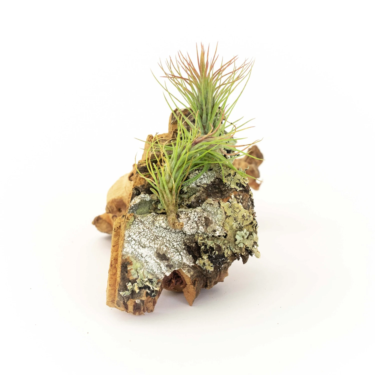 SALE - Cork Bark Chunk Displays With Tillandsia Air Plants & Waterproof Glue - Sets Of 3 Or 6 - 25% Off 5 SALE - Cork Bark Chunk Displays With Tillandsia Air Plants & Waterproof Glue - Sets Of 3 Or 6 - 25% Off - Image 5