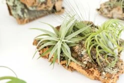 SALE - Small Cork Bark Displays With 3 Tillandsia Air Plants Each & Waterproof Glue - Set Of 3 Or 6 - 40% Off -Air Plant World Cork Bark With Tillandsia Air Plants 3