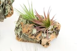 Small Cork Bark Display With 3 Tillandsia Air Plants & Waterproof Glue - Approximately 4 X 6 Inches -Air Plant World Cork Bark With Tillandsia Air Plants 4 5bf62430 1785 4b46 9150 5d1447c02a1b