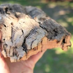 Natural Cork Bark Displays & Waterproof Glue - Create A Unique Vertical Garden Display! -Air Plant World Cork Bark for Tillandsia Air Plants e7e8f767 3506 48f4 ae57 94121b154b4e