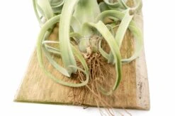 Tillandsia Curly Slim Mounted On Natural Cedar Plank -Air Plant World Curly Slim Plank 1 2