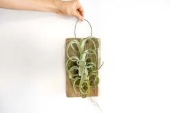 Tillandsia Curly Slim Mounted On Natural Cedar Plank -Air Plant World Curly Slim Plank 1 3