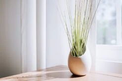 Large Ivory Ceramic Container - Choose Your Custom Tillandsia Air Plant -Air Plant World DSC00344