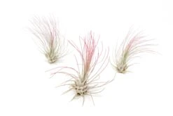 Color Enhanced - Tillandsia Argentea Air Plants -Air Plant World Enhanced Colored Tillandsia Air Plant Argentea Thin Fuchsia 1 1