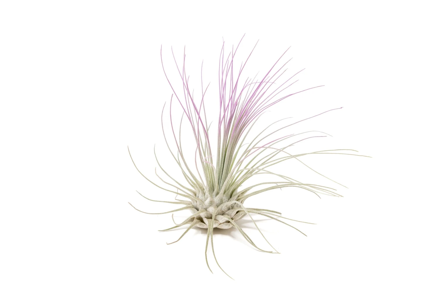 Lavender Enhanced Tillandsia Air Plants - Colorful Air Plants - Image 12