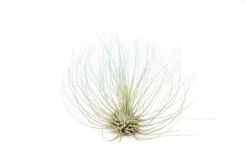 Color Enhanced - Tillandsia Argentea Air Plants -Air Plant World Enhanced Colored Tillandsia Air Plant Argentea Thin Light Blue 2 1