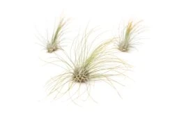 Color Enhanced - Tillandsia Argentea Air Plants -Air Plant World Enhanced Colored Tillandsia Air Plant Argentea Thin Orange 1