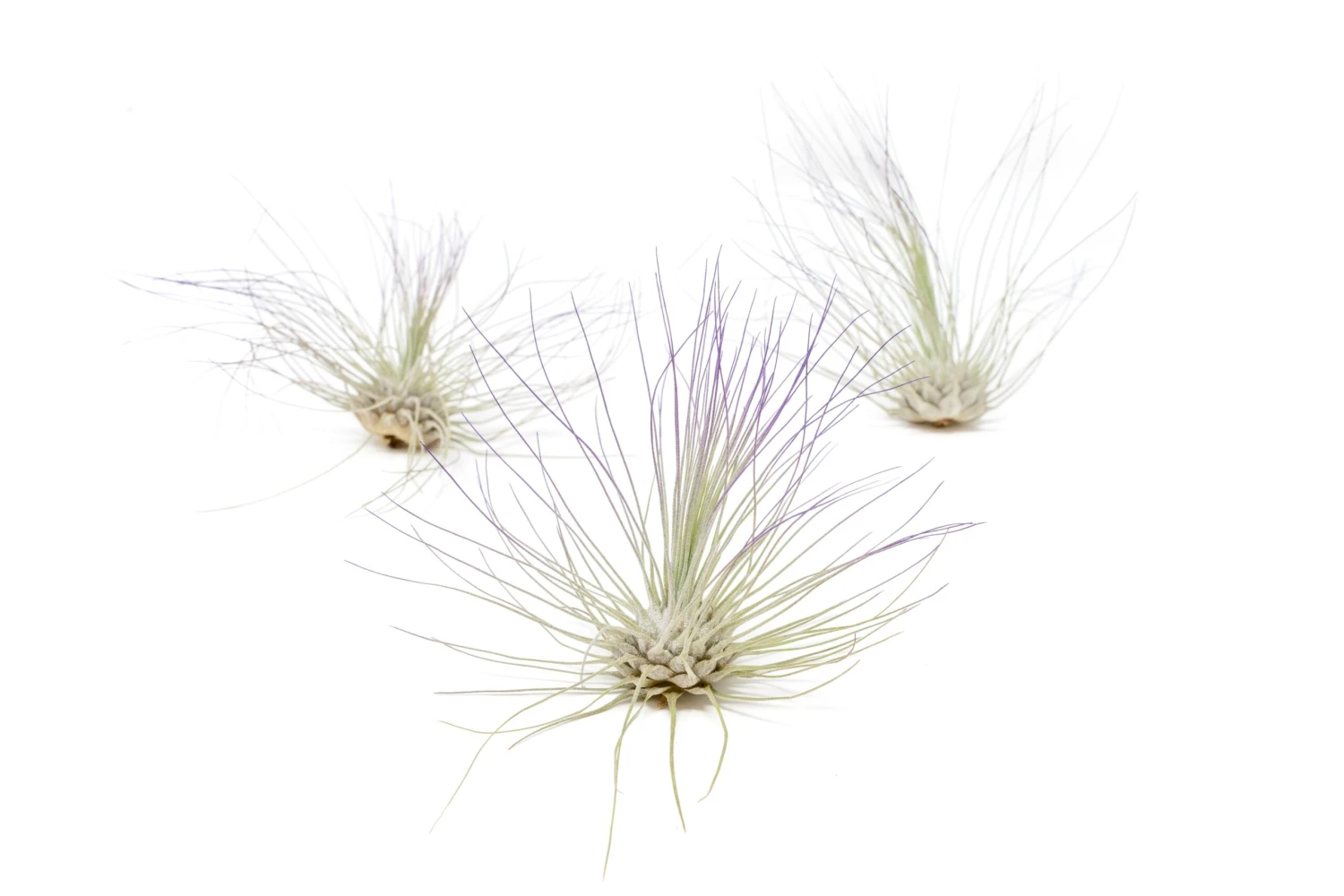 Color Enhanced - Tillandsia Argentea Air Plants - Image 16