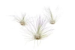 Purple Enhanced Tillandsia Air Plants - Colorful Air Plants 37 Purple Enhanced Tillandsia Air Plants - Colorful Air Plants -Air Plant World Enhanced Colored Tillandsia Air Plant Argentea Thin Purple 1