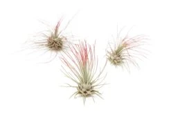 Red Enhanced Tillandsia Air Plants - Colorful Air Plants -Air Plant World Enhanced Colored Tillandsia Air Plant Argentea Thin Red 1