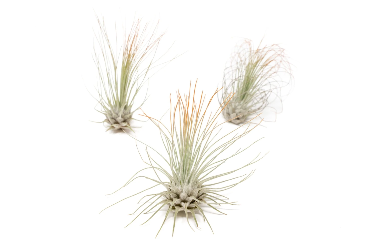 Tangerine Enhanced Tillandsia Air Plants - Colorful Air Plants 16 Tangerine Enhanced Tillandsia Air Plants - Colorful Air Plants - Image 16