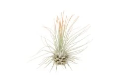Tangerine Enhanced Tillandsia Air Plants - Colorful Air Plants 33 Tangerine Enhanced Tillandsia Air Plants - Colorful Air Plants -Air Plant World Enhanced Colored Tillandsia Air Plant Argentea Thin Tangerine 2