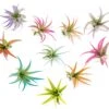 The Pride Collection Of Color Enhanced Tillandsia Air Plants