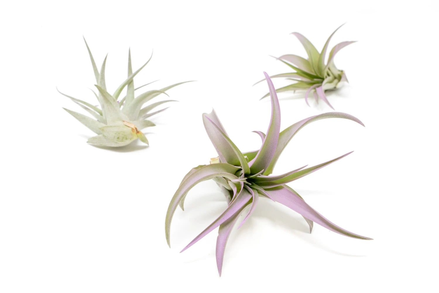 Lavender Enhanced Tillandsia Air Plants - Colorful Air Plants - Image 16