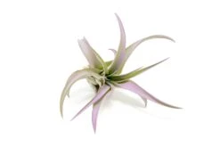 Lavender Enhanced Tillandsia Air Plants - Colorful Air Plants -Air Plant World Enhanced Colored Tillandsia Air Plant Brachycaulos Abdita Lavender 2 1