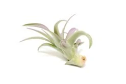 Lavender Enhanced Tillandsia Air Plants - Colorful Air Plants -Air Plant World Enhanced Colored Tillandsia Air Plant Brachycaulos Abdita Lavender 3 1
