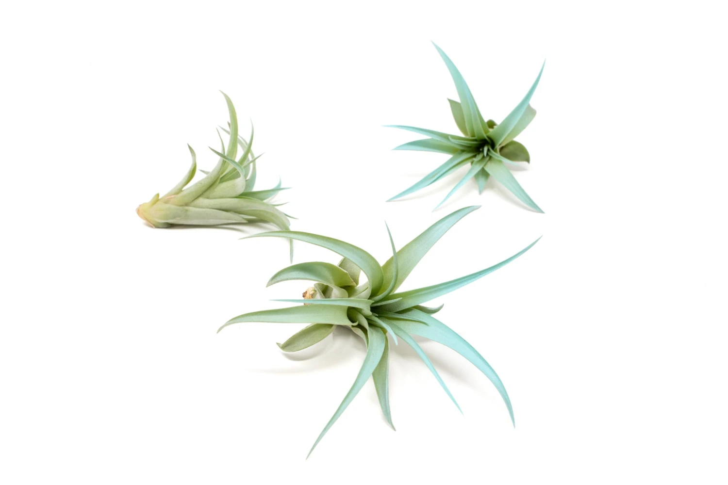 Color Enhanced - Tillandsia Abdita Brachycaulos Air Plants - Image 13
