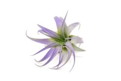 Purple Enhanced Tillandsia Air Plants - Colorful Air Plants 38 Purple Enhanced Tillandsia Air Plants - Colorful Air Plants -Air Plant World Enhanced Colored Tillandsia Air Plant Brachycaulos Abdita Purple 2