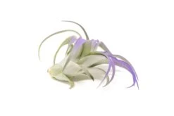 Purple Enhanced Tillandsia Air Plants - Colorful Air Plants 39 Purple Enhanced Tillandsia Air Plants - Colorful Air Plants -Air Plant World Enhanced Colored Tillandsia Air Plant Brachycaulos Abdita Purple 3 1