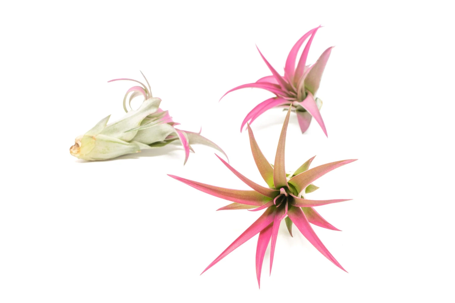 Raspberry Pink Enhanced Tillandsia Air Plants - Colorful Air Plants 19 Raspberry Pink Enhanced Tillandsia Air Plants - Colorful Air Plants - Image 19