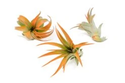 Tangerine Enhanced Tillandsia Air Plants - Colorful Air Plants 36 Tangerine Enhanced Tillandsia Air Plants - Colorful Air Plants -Air Plant World Enhanced Colored Tillandsia Air Plant Brachycaulos Abdita Tangerine 1 1