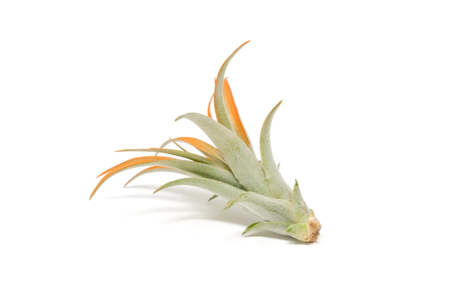 Tangerine Enhanced Tillandsia Air Plants - Colorful Air Plants 17 Tangerine Enhanced Tillandsia Air Plants - Colorful Air Plants - Image 17